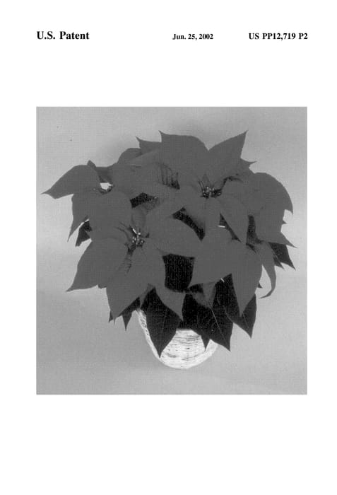Figure 3 of US plant patent PP12719, the photograph of Red Angel printed in the patent.