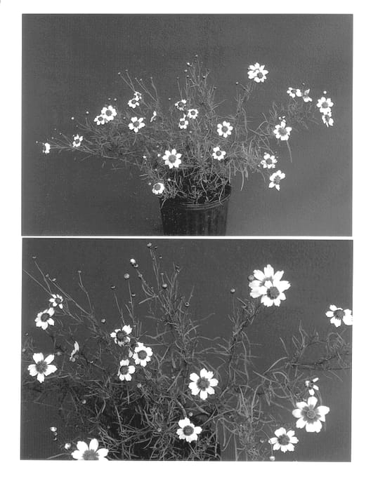 Figure 1 of US plant patent PP12720, the photograph of Sweet Dreams printed in the patent.