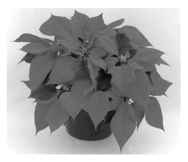 Figure 1 of US plant patent PP12721, the photograph of Jacadia printed in the patent.