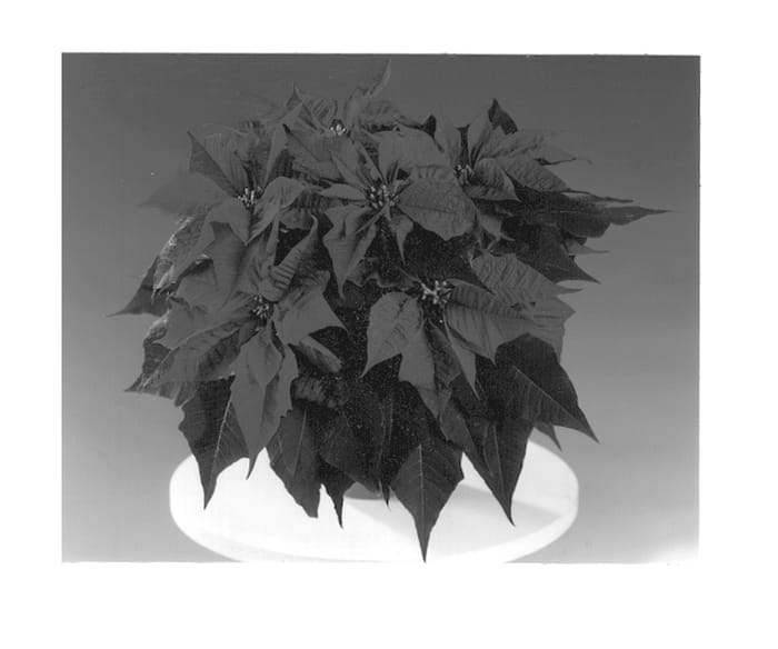 Figure 1 of US plant patent PP12722, the photograph of Fisson Dark Red printed in the patent.