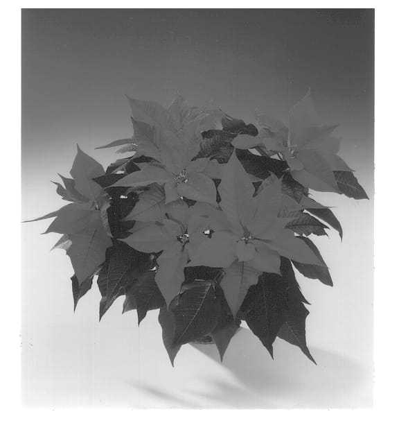 Figure 1 of US plant patent PP12723, the photograph of Fiscor Dark Red printed in the patent.