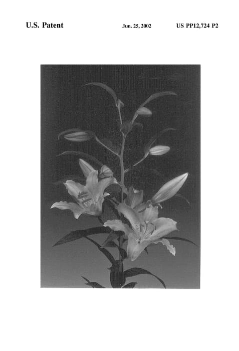 Figure 3 of US plant patent PP12724, the photograph of Lombardia printed in the patent.