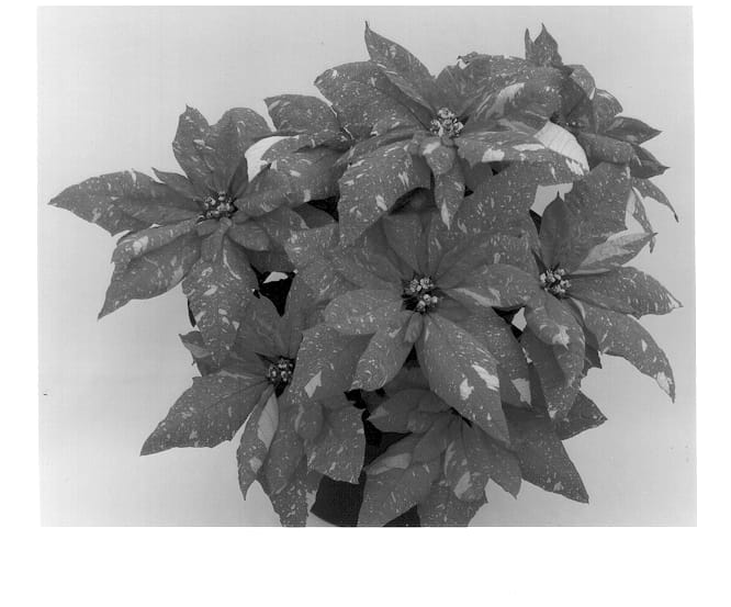Figure 1 of US plant patent PP12725, the photograph of Eckadria printed in the patent.