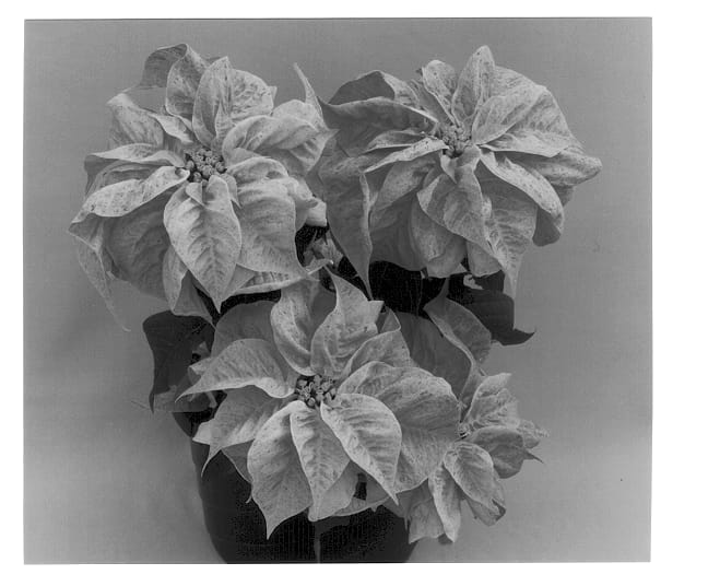 Figure 1 of US plant patent PP12726, the photograph of Eckadonia printed in the patent.