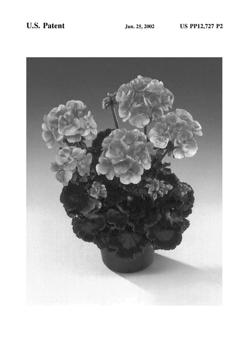 Figure 3 of US plant patent PP12727, the photograph of Fishelen printed in the patent.