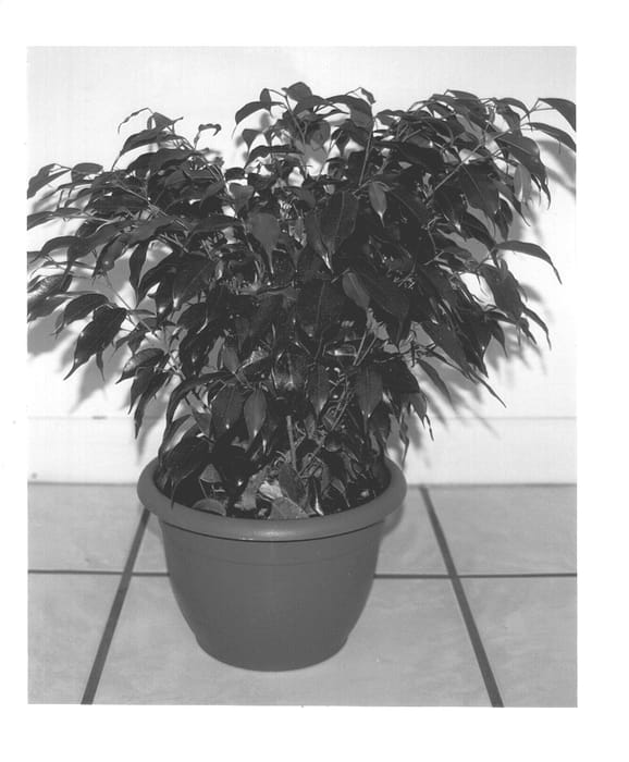 Figure 1 of US plant patent PP12728, the photograph of Mini Midnight printed in the patent.