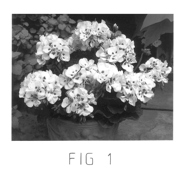 Figure 1 of US plant patent PP12729, the photograph of Amri White Spla II printed in the patent.