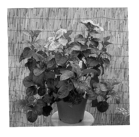 Figure 1 of US plant patent PP12730, the photograph of Gabriel printed in the patent.