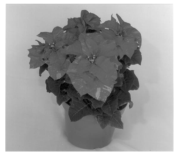Figure 1 of US plant patent PP12731, the photograph of Eckayana printed in the patent.