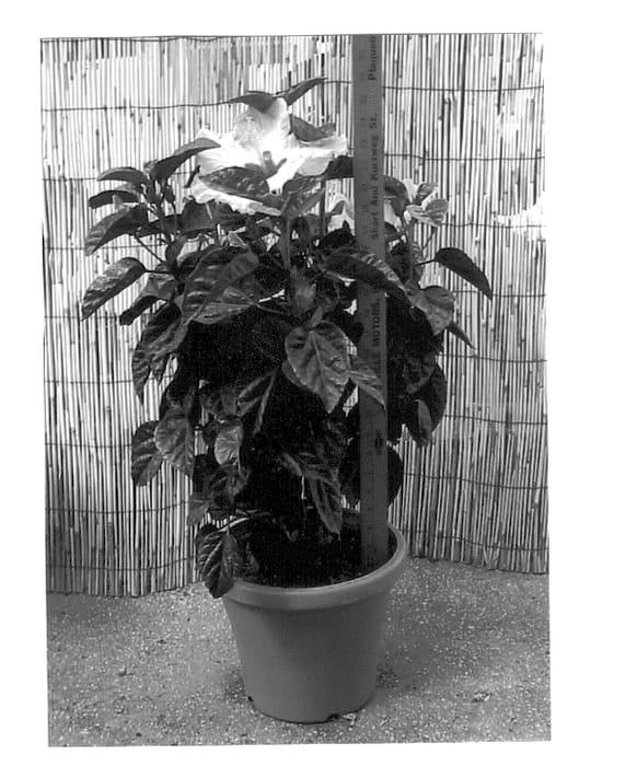 Figure 1 of US plant patent PP12732, the photograph of Evangeline printed in the patent.