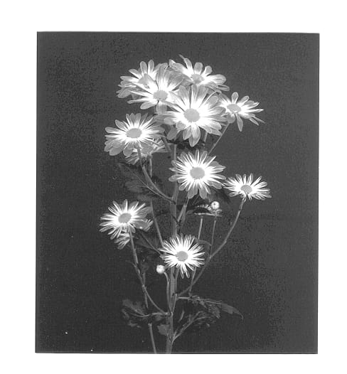 Figure 1 of US plant patent PP12734, the photograph of Fiction printed in the patent.