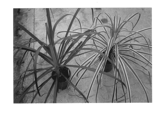 Figure 1 of US plant patent PP12735, the photograph of FACH9901BEAU printed in the patent.