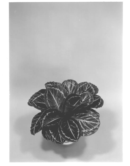 Figure 1 of US plant patent PP12736, the photograph of Dottie printed in the patent.