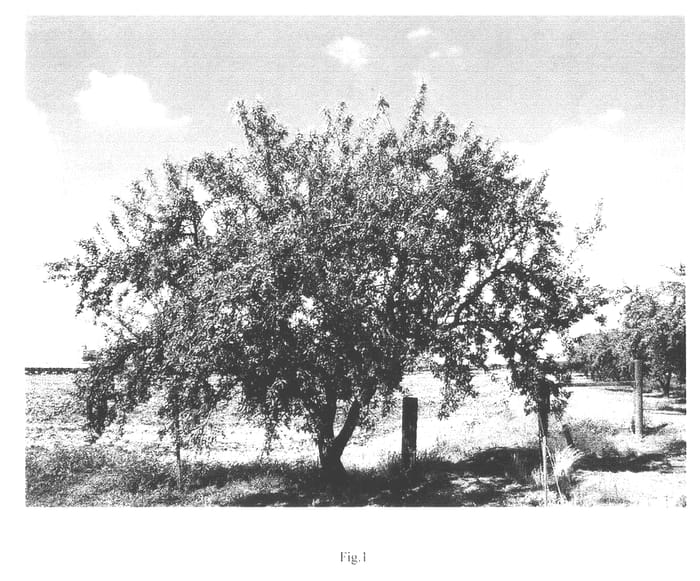 Figure 1 of US plant patent PP12737, the photograph of Bluegum printed in the patent.