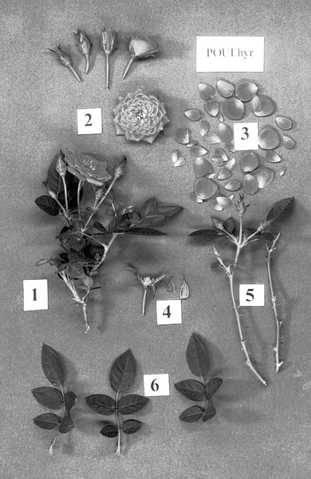 Figure 1 of US plant patent PP12738, the photograph of POULhyr printed in the patent.