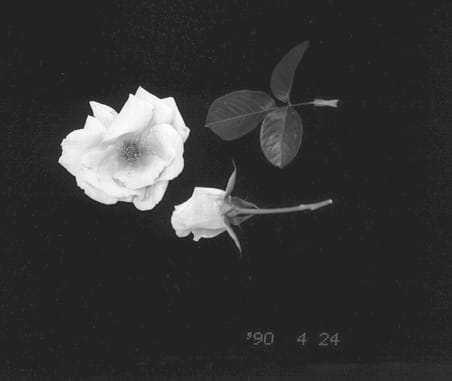 Figure 1 of US plant patent PP12739, the photograph of Wingold printed in the patent.