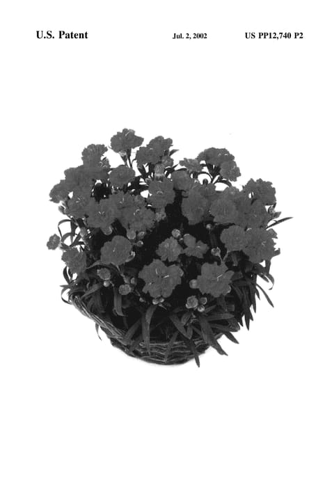 Figure 3 of US plant patent PP12740, the photograph of Sunflor Campari printed in the patent.
