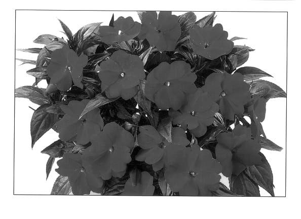 Figure 1 of US plant patent PP12741, the photograph of Dueribluni printed in the patent.