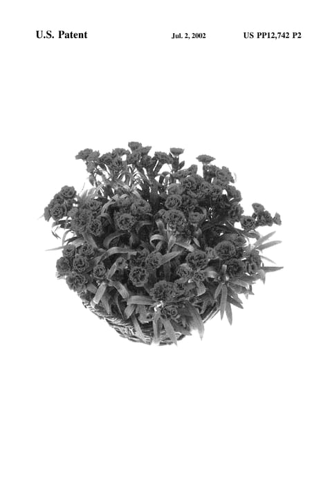 Figure 3 of US plant patent PP12742, the photograph of Sunflor Vino printed in the patent.