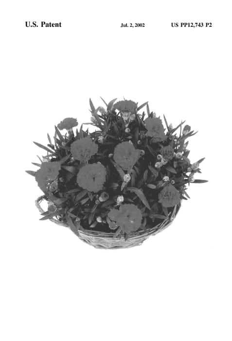 Figure 3 of US plant patent PP12743, the photograph of Sunflor Triton printed in the patent.
