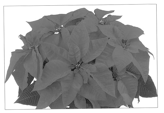 Figure 1 of US plant patent PP12744, the photograph of Duecored printed in the patent.