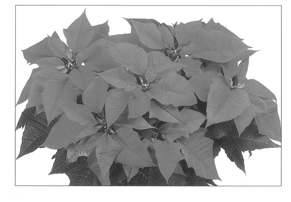 Figure 1 of US plant patent PP12745, the photograph of Duecohopi printed in the patent.