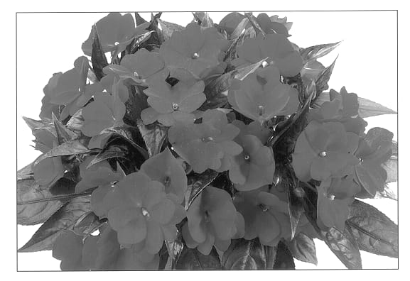 Figure 1 of US plant patent PP12746, the photograph of Duepetneni printed in the patent.