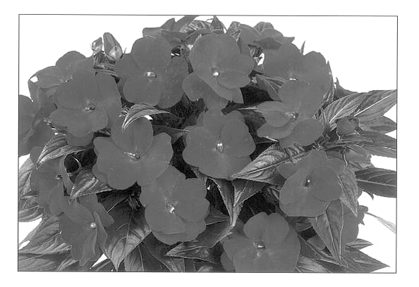 Figure 1 of US plant patent PP12747, the photograph of Duerired printed in the patent.
