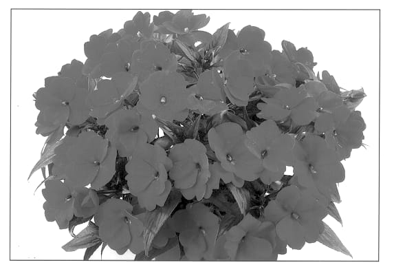 Figure 1 of US plant patent PP12748, the photograph of Duerior printed in the patent.