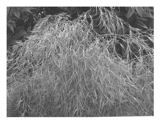 Figure 1 of US plant patent PP12749, the photograph of Filigree Lace printed in the patent.