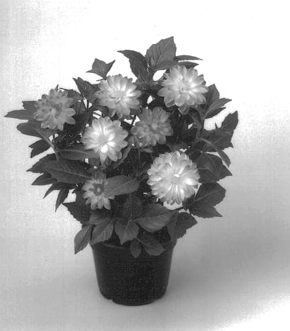 Figure 1 of US plant patent PP12750, the photograph of Dahlstar Salmon printed in the patent.