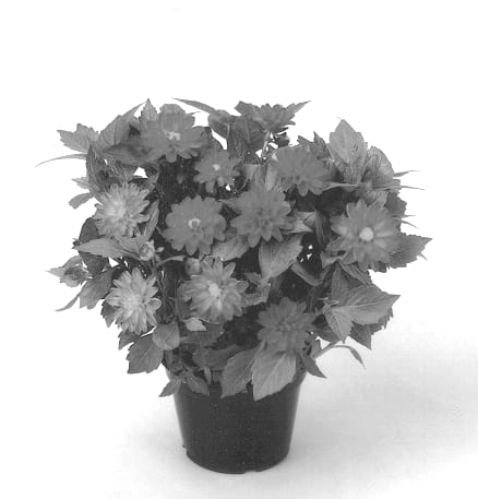 Figure 1 of US plant patent PP12751, the photograph of Dahlstar Scarlet printed in the patent.