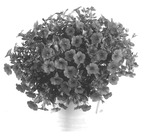Figure 1 of US plant patent PP12752, the photograph of Wescarose printed in the patent.