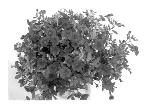 Figure 1 of US plant patent PP12753, the photograph of Wescacherry printed in the patent.