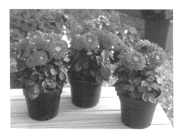 Figure 1 of US plant patent PP12755, the photograph of Dahlstar Violet printed in the patent.