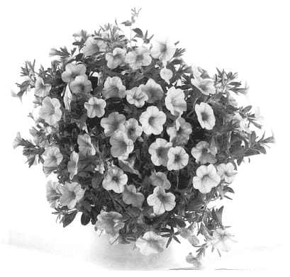 Figure 1 of US plant patent PP12756, the photograph of Wescasun printed in the patent.