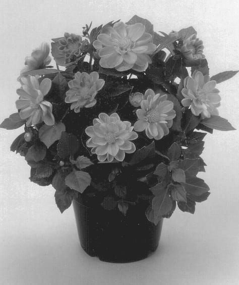 Figure 1 of US plant patent PP12757, the photograph of Dahlstar Apricot printed in the patent.