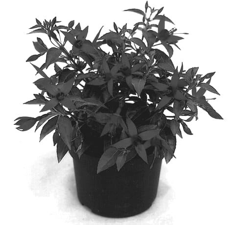 Figure 1 of US plant patent PP12758, the photograph of Kieremin printed in the patent.