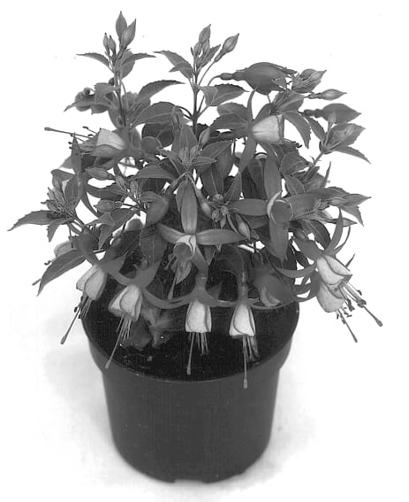 Figure 1 of US plant patent PP12759, the photograph of Kielimin printed in the patent.