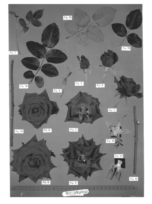 Figure 1 of US plant patent PP12760, the photograph of Meijasper printed in the patent.