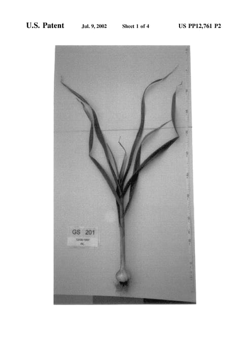 Figure 4 of US plant patent PP12761, the photograph of Melany printed in the patent.