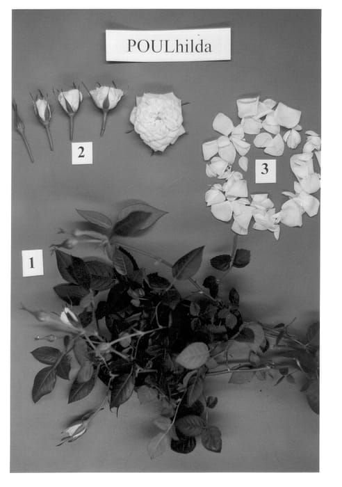 Figure 1 of US plant patent PP12762, the photograph of POULhilda printed in the patent.