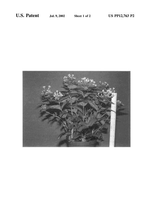 Figure 4 of US plant patent PP12763, the photograph of Royal Daphne printed in the patent.