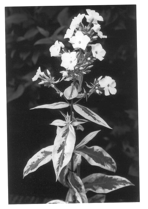 Figure 1 of US plant patent PP12764, the photograph of Silvermine printed in the patent.