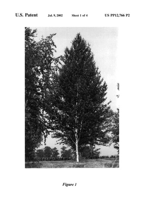 Figure 3 of US plant patent PP12766, the photograph of Oenci printed in the patent.