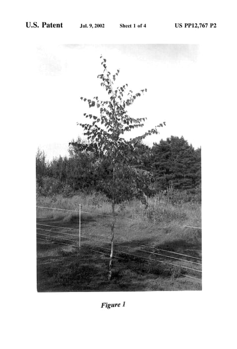 Figure 3 of US plant patent PP12767, the photograph of Uenci printed in the patent.