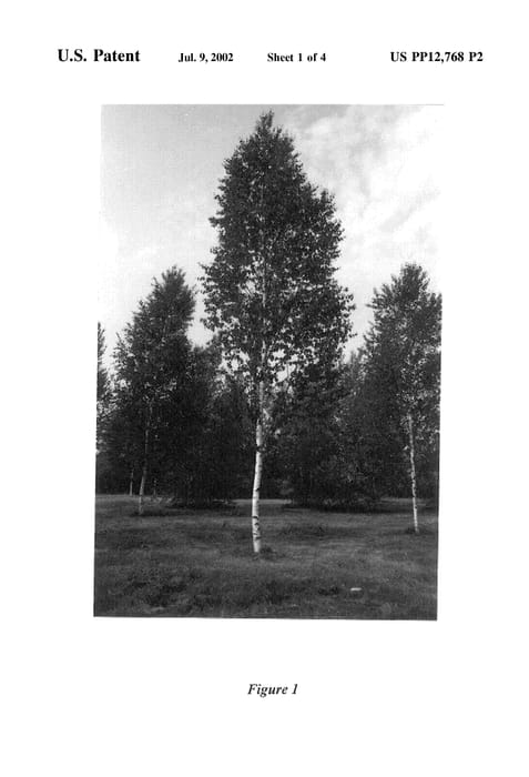 Figure 3 of US plant patent PP12768, the photograph of Renci printed in the patent.