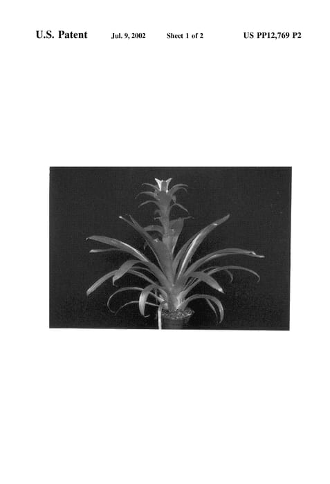 Figure 3 of US plant patent PP12769, the photograph of Jazz printed in the patent.