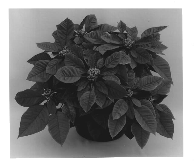Figure 1 of US plant patent PP12770, the photograph of Renate printed in the patent.