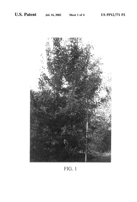 Figure 4 of US plant patent PP12771, the photograph of Non-dwarfing pear rootstock named "Rhenus 3' printed in the patent.